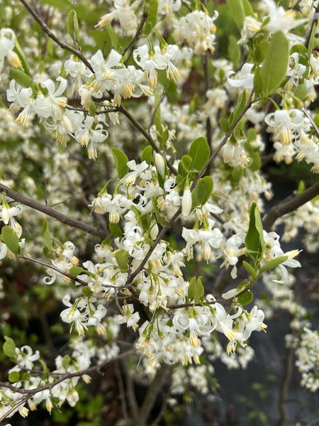 Styrax wilsonii | Japanese Maples, Ornamental Trees