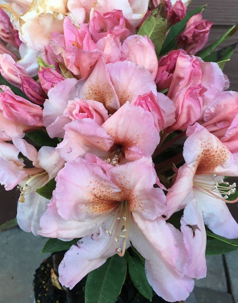 Rhododendron 'Satsop Sunrise' | Rhododendrons (Hybrids & species)
