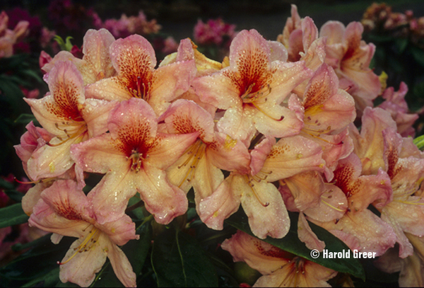 Rhododendron 'Satsop Sunrise' | Rhododendrons (Hybrids & species)