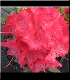 Rhododendron 'Strawberry Chiffon' | Rhododendrons (Hybrids & species)