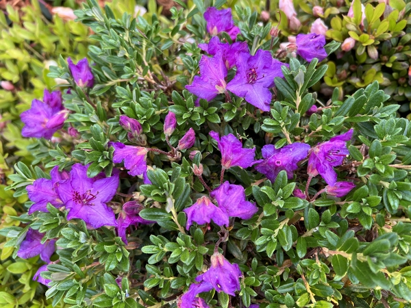 Rhododendron radicans | Rhododendrons (Hybrids & species)