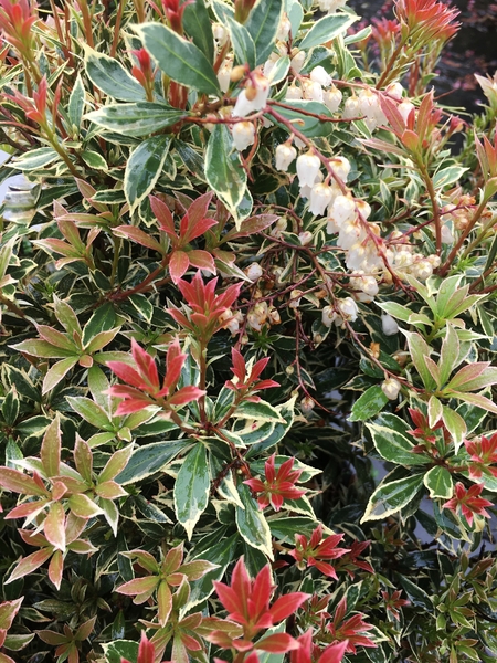 Pieris japonica 'Little Heath' | Deciduous & Evergreen Shrubs