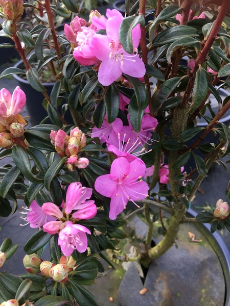 Rhododendron 'First Date' | Rhododendrons (Hybrids & species)