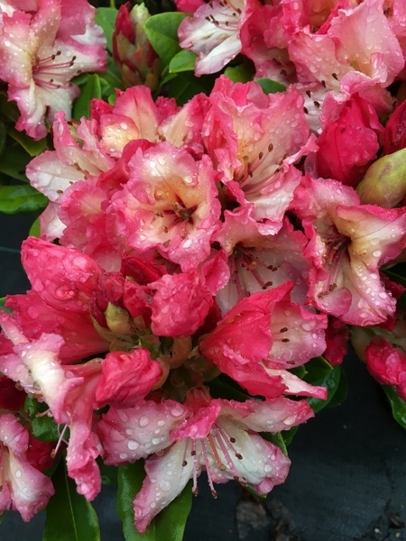 Rhododendron 'Fire Rim' | Rhododendrons (Hybrids & species)