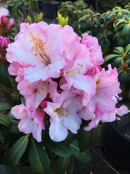 Rhododendron 'Satin Memories' | Rhododendrons (Hybrids & species)