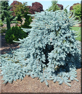 Picea pungens 'Procumbens' | Conifers