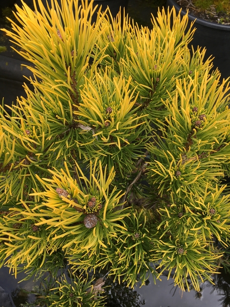 Pinus mugo 'Carstens' | Conifers