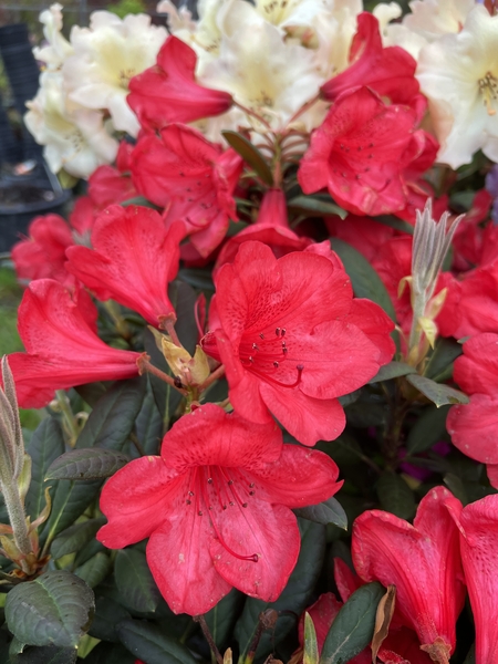 Rhododendron 'Ostbo Red' | Rhododendrons (Hybrids & species)