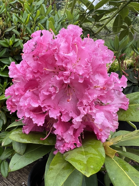 Rhododendron 'Besse Howells' | Rhododendrons (Hybrids & species)