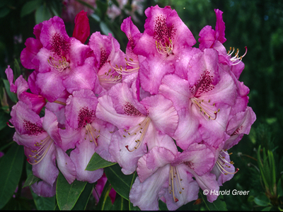 Rhododendron 'Betty Wormald' | Rhododendrons (Hybrids & species)
