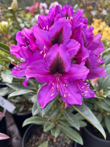 Rhododendron 'Black Eye' | Rhododendrons (Hybrids & species)