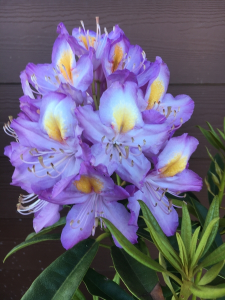 Rhododendron 'Blue Angel' | Rhododendrons (Hybrids & species)