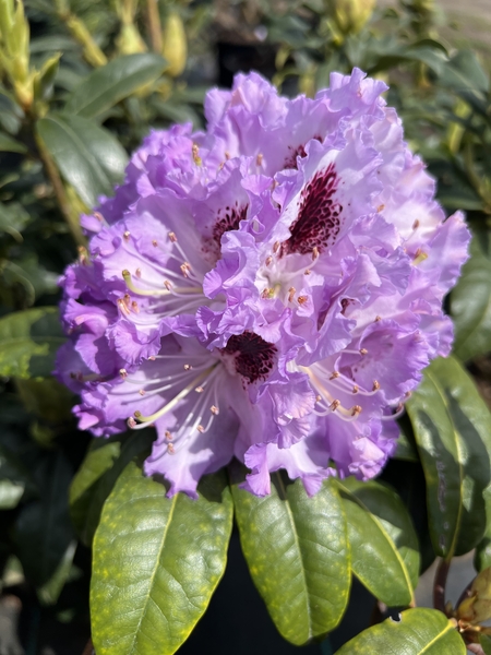 Rhododendron 'Blue Peter' | Rhododendrons (Hybrids & species)