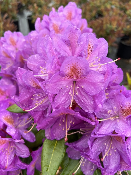 Rhododendron 'Blutopia' | Rhododendrons (Hybrids & species)