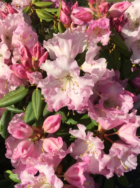 Rhododendron 'Compacta' | Rhododendrons (Hybrids & species)