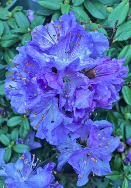 Rhododendron 'Crater Lake' | Rhododendrons (Hybrids & species)