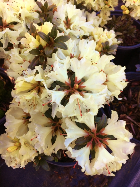 Rhododendron 'Cream Crest' | Rhododendrons (Hybrids & species)