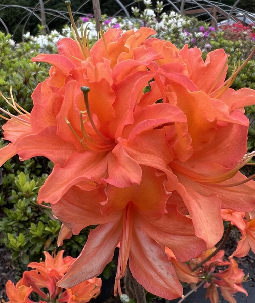 Azalea 'Mandarin Lights' | Deciduous Azaleas