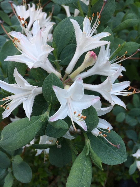 Azalea 'Fragrant Star' | Deciduous Azaleas