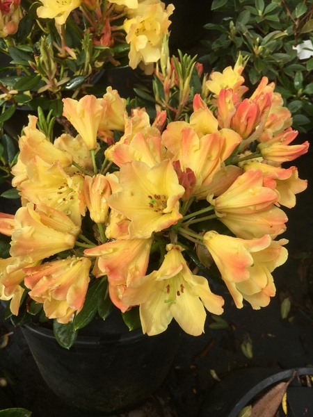 Rhododendron 'Nancy Evans' | Rhododendrons (Hybrids & species)