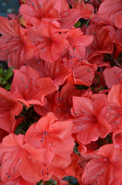 Azalea 'Beni Kirishima' | Evergreen Azaleas
