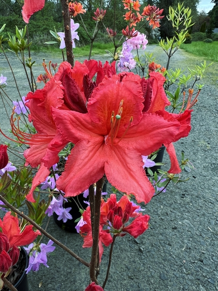 Azalea 'Gallipoli Red' | Deciduous Azaleas