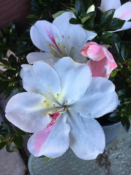 Azalea 'Meikyo' | Evergreen Azaleas