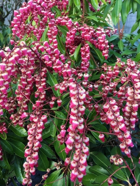 Pieris japonica 'Valley Valentine' | Deciduous & Evergreen Shrubs