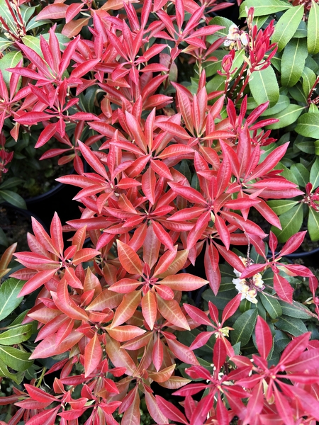 Pieris japonica 'Mountain Fire' | Deciduous & Evergreen Shrubs