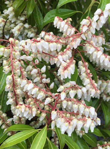 Pieris japonica 'Scarlet O'Hara' | Deciduous & Evergreen Shrubs