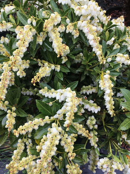 Pieris japonica 'Cavatine' | Deciduous & Evergreen Shrubs