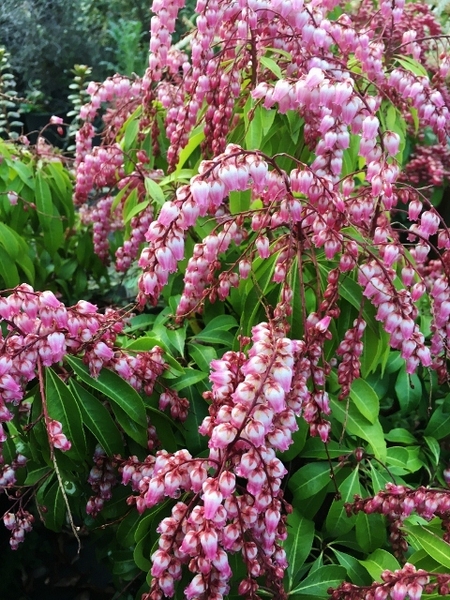 Pieris japonica 'Valley Rose' | Deciduous & Evergreen Shrubs