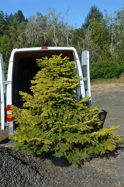 Abies nordmanniana ‘Golden Spreader’ | Conifers