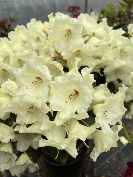 Rhododendron 'Flava' | Rhododendrons (Hybrids & species)