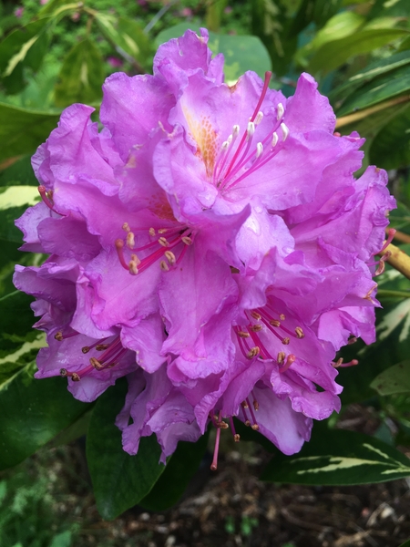 Rhododendron 'Goldflimmer' | Rhododendrons (Hybrids & species)