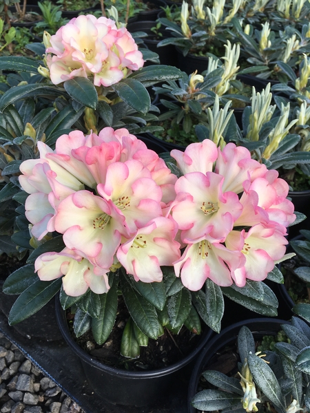 Rhododendron 'Silver Skies' | Rhododendrons (Hybrids & species)