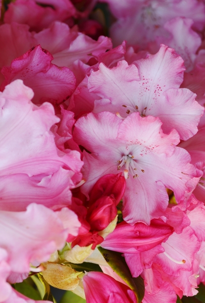 Rhododendron 'Solidarity' | Rhododendrons (Hybrids & species)