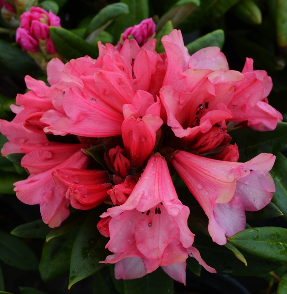Rhododendron 'Winsome' | Rhododendrons (Hybrids & species)