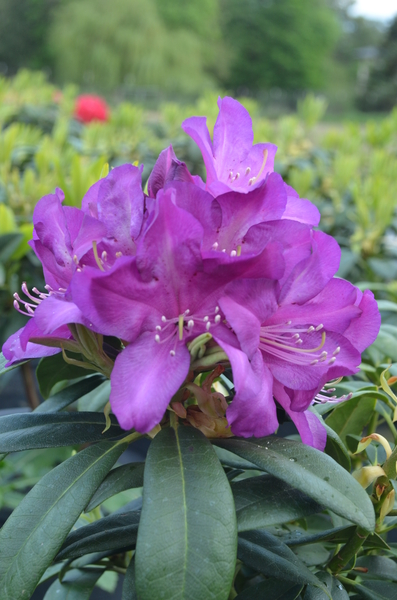 Rhododendron 'Purple Passion' (PP 9981) | Rhododendrons (Hybrids & species)