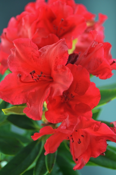 Rhododendron 'Vulcan' | Rhododendrons (Hybrids & species)
