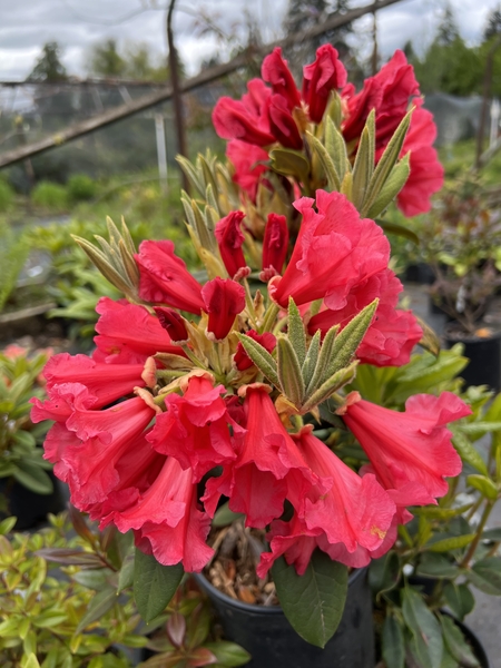 Rhododendron 'Elizabeth' | Rhododendrons (Hybrids & species)