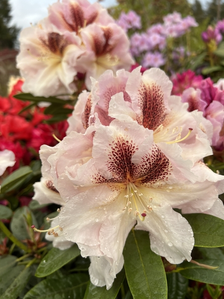 Rhododendron 'Extraordinaire' | Rhododendrons (Hybrids & species)