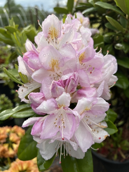 Rhododendron 'Gomer Waterer' | Rhododendrons (Hybrids & species)