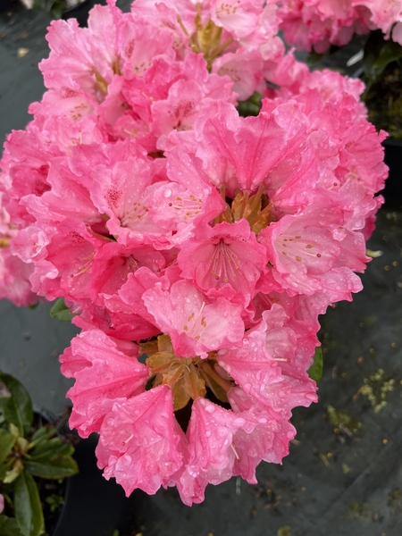 Rhododendron 'Hachmann's Belona' | Rhododendrons (Hybrids & species)