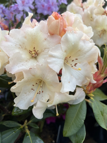 Rhododendron 'Horizon Monarch' | Rhododendrons (Hybrids & species)