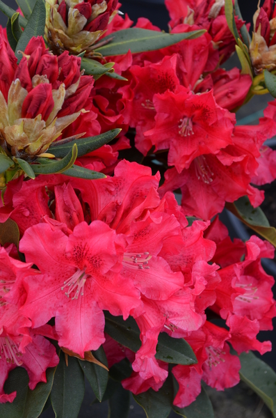 Rhododendron 'The Honorable Jean Marie de Montague' | Rhododendrons (Hybrids & species)