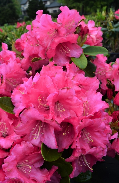 Rhododendron 'Karin' | Rhododendrons (Hybrids & species)