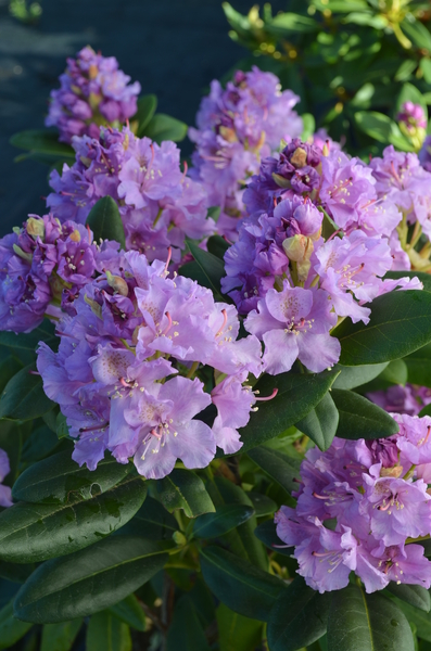 Rhododendron 'Lavender Queen' | Rhododendrons (Hybrids & species)