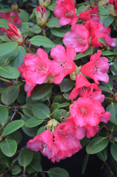 Rhododendron 'Lori Eichelsor' | Rhododendrons (Hybrids & species)