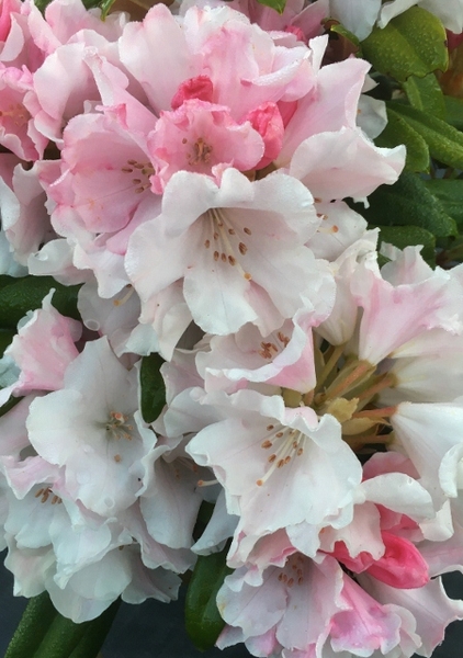 Rhododendron 'Mardi Gras' | Rhododendrons (Hybrids & species)